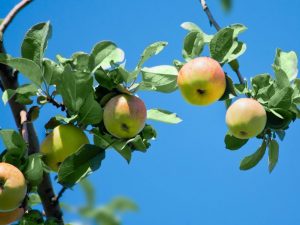 Sött äppelträd Medunitsa