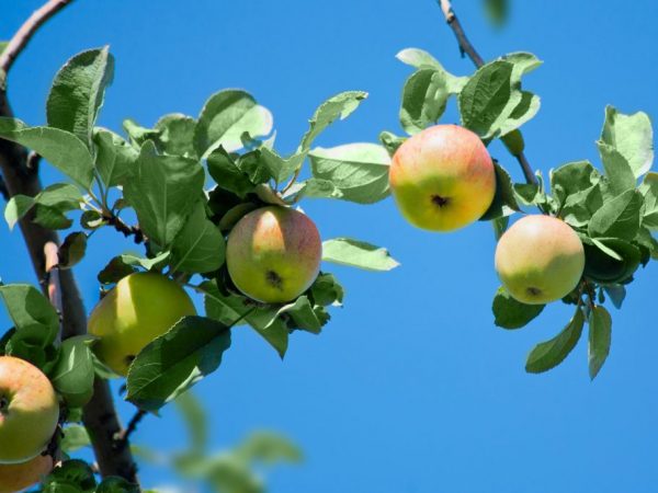 Zoete appelboom Medunitsa