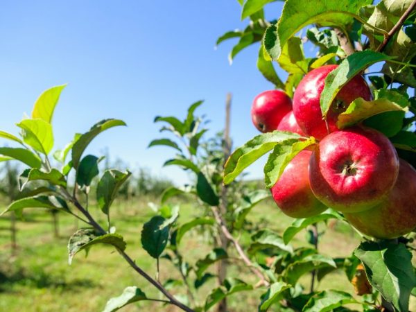 Cultivarea unui măr Modi