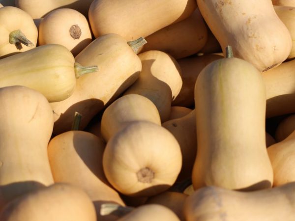 Ořechová tykev je vhodná pro dietní jídlo