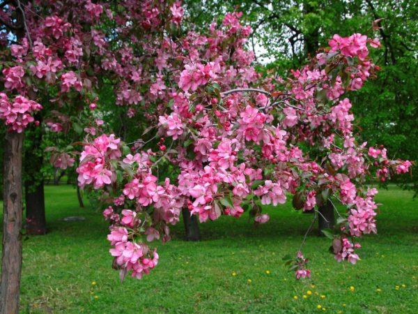 Appelboom zal uw tuin versieren