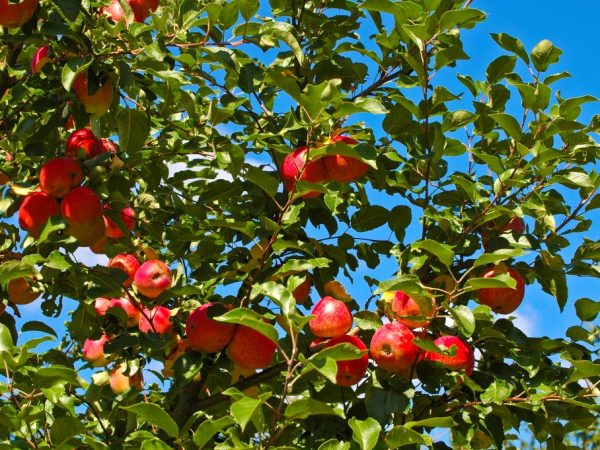 Odrůdová charakteristika jabloně Orlik