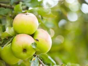 Sorteringsegenskaper i Orlinka äppelträd