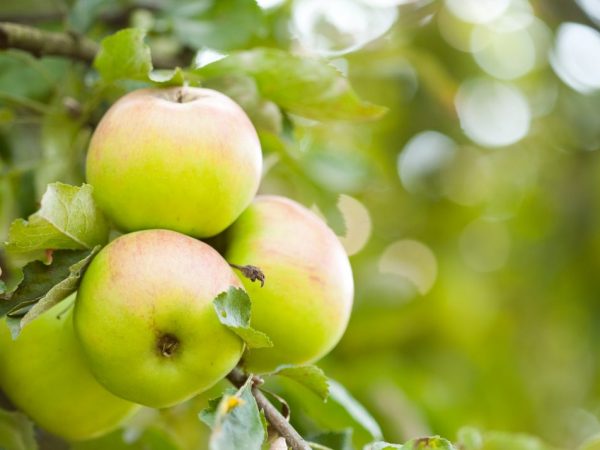 Odrůdové vlastnosti jabloně Orlinka