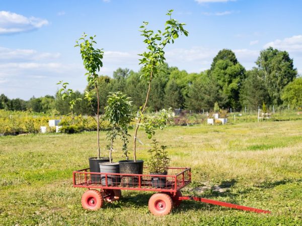 Kies gezonde en sterke bomen om te planten