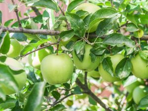 Odling av ett äppelträd Oryol Sinap