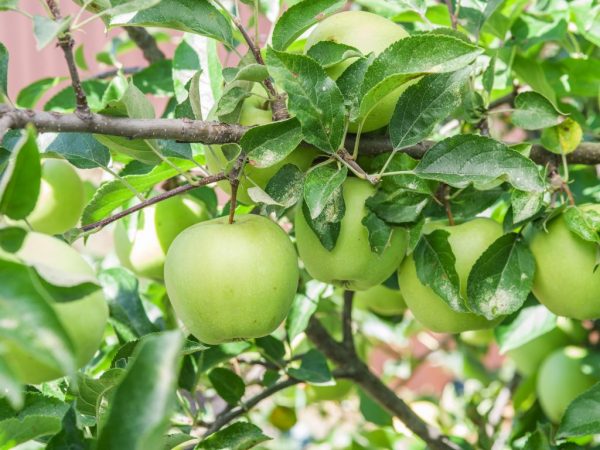 Cultivo de un manzano Oryol Sinap
