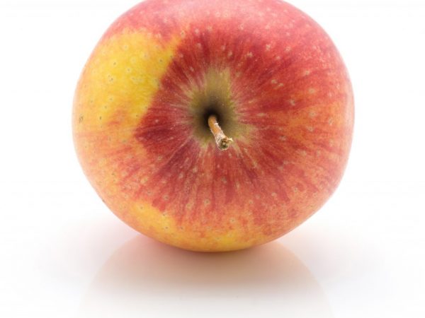 Bra skörd med ordentlig skötsel av äppelträd