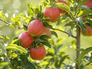 Vintage Streyfling för äppelträd