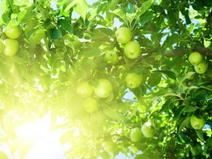 Sorteringsegenskaper hos äppelträdet Memory of Sikora