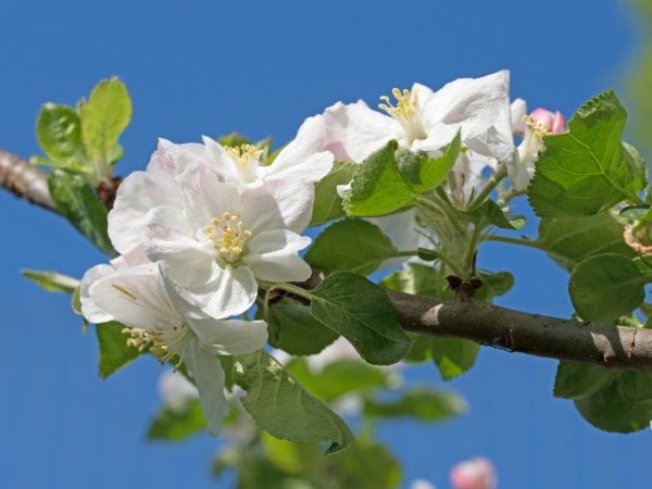 De vruchtvorming van een appelboom hangt af van de kwaliteit van de zorg