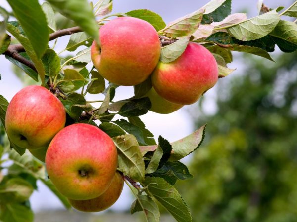 Καλλιέργεια μηλιάς Pepin Saffron
