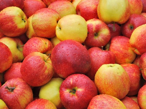 Jabloň přináší mnoho ovoce