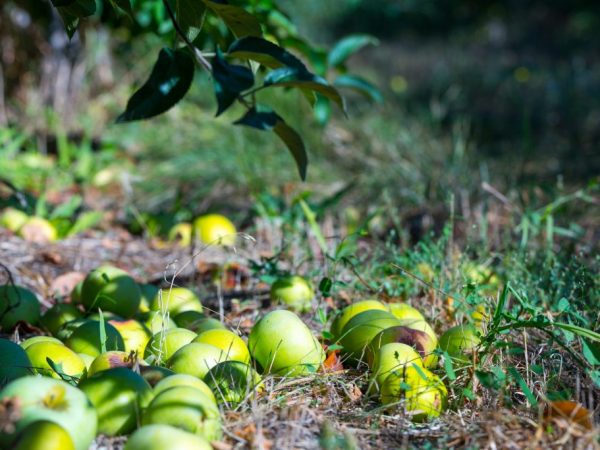 Λόγοι για την πτώση των μήλων
