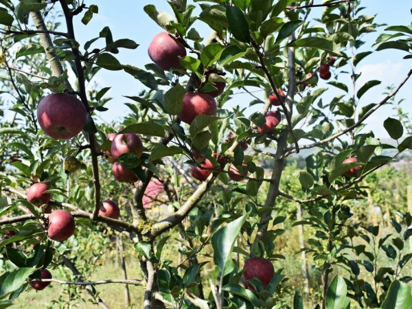 Pěstování jabloně Dárek Grafskému