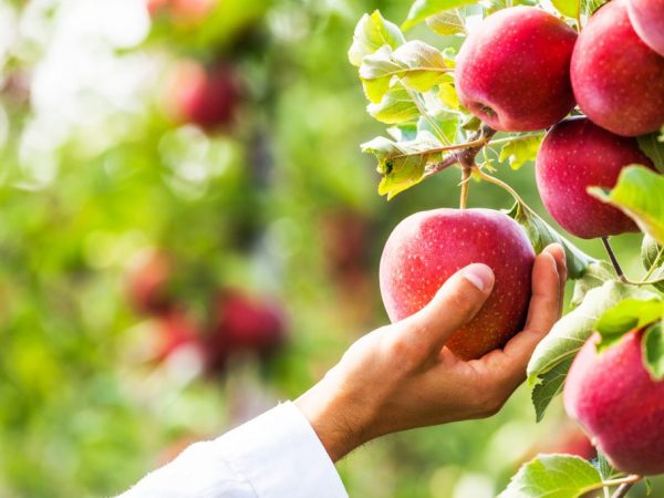 Regalo de variedad de manzana para jardineros