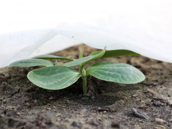 Regler för odling av zucchini-plantor