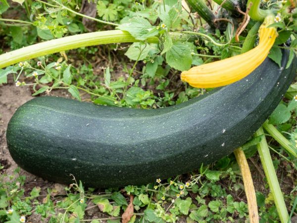 zucchini växer när den transplanteras ordentligt i marken