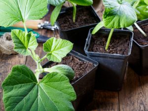 När och hur man planterar pumpaplantor
