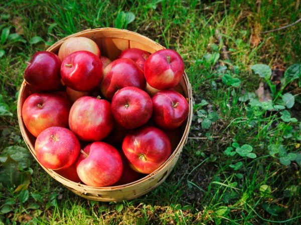 Jablka se nejlépe konzumují čerstvá