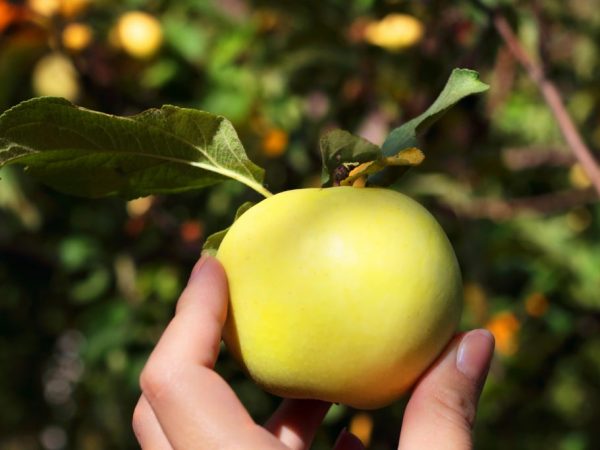 Odrůda ruského jabloně