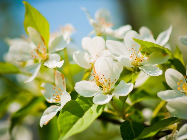 Blomning och frukt av ett äppelträd beror på väderförhållandena