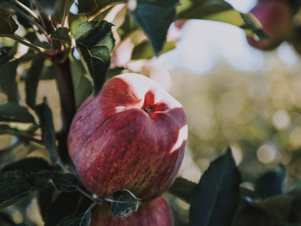 Odrůdy jabloní Rossoshanskoe pruhované