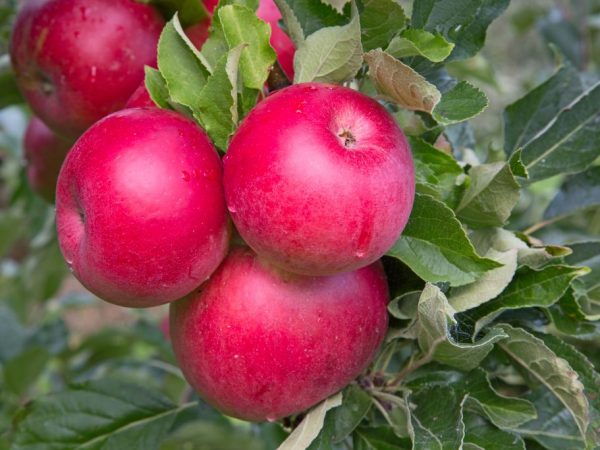 Ποικιλία μήλου Rozhdestvenskoe