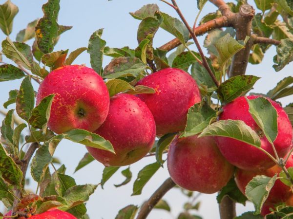 Las frutas se pueden cosechar en septiembre.