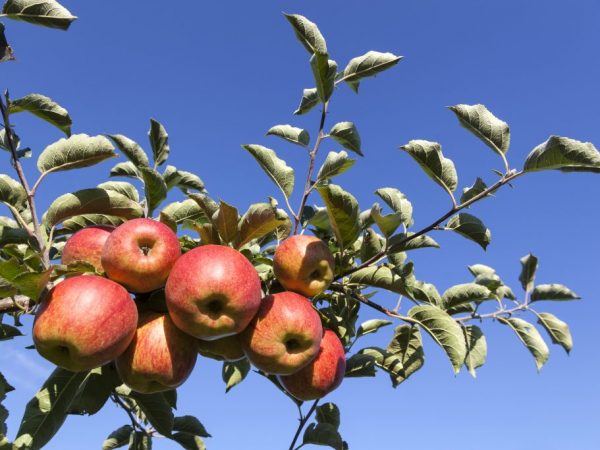 Variedad de manzana Relleno rosa