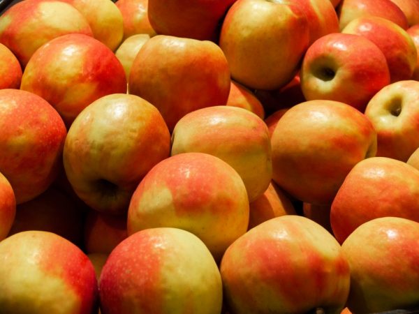 Jabloň přináší ovoce, když je správně zasazena