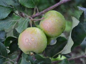 Odrůdové vlastnosti jabloně Severní Sinap