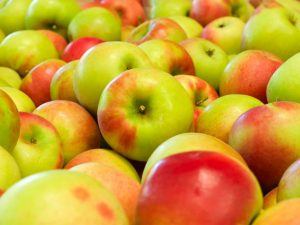 Cultivarea mărului Sinap