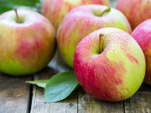 Äppelträdet ger ett större utbyte när det planteras på hösten.