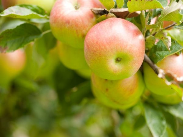 Sorteringsegenskaper hos Sweet Bliss-äppelträdet