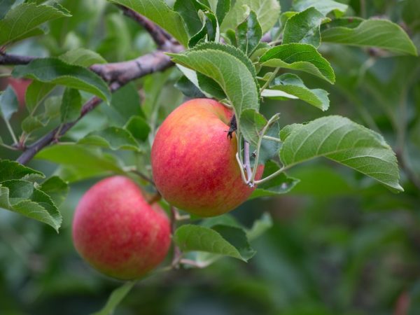 Frukt kan tas bort från september