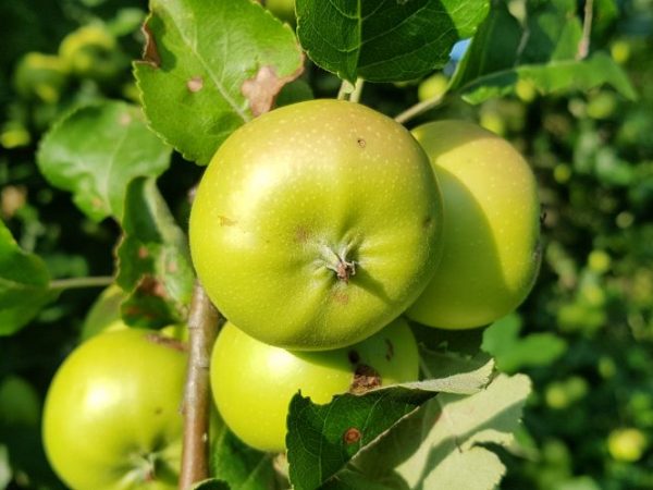 Rassenkenmerken van de Slavyanka-appelboom