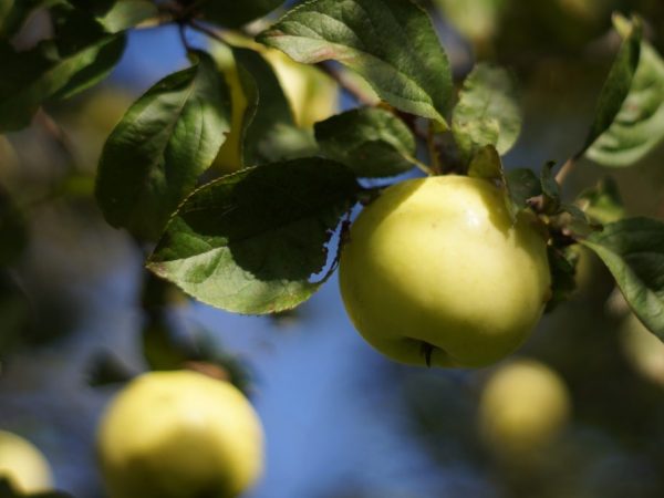Äpplen kan hållas färska under lång tid