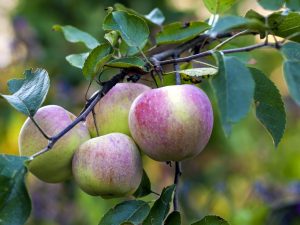 Rassenkenmerken van de Solntsedar-appelboom