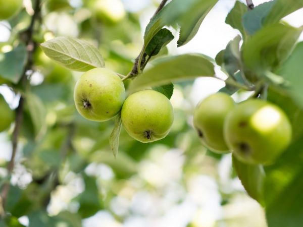 Trăsături varietale ale mărului Solnyshko