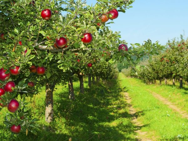 Nejoblíbenější odrůdy jablek pro Ural