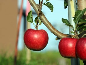 Beskrivning av Starkrimson äppelträd