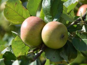 Växande äppelträd Stroyevskoe