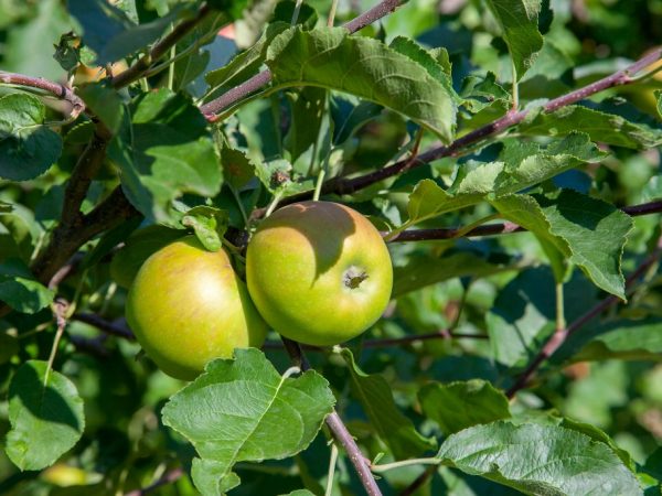 Las manzanas se pueden mantener frescas durante tres meses.