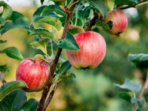 Äpple som växer Ural-rosa