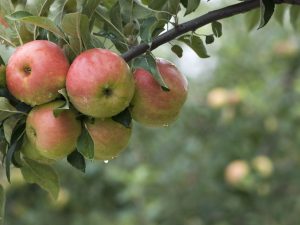 Varianter av Uslada äppelträd