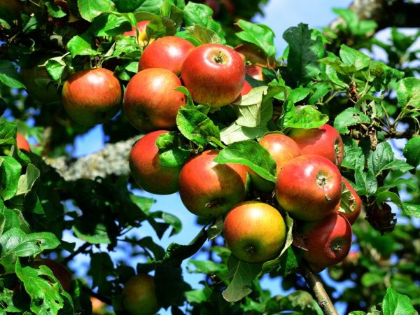 Äppelträdsorter Körsbär