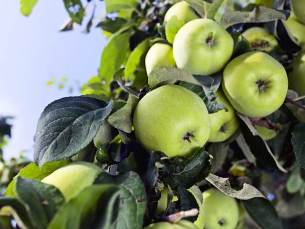 Banderín de variedad de manzana