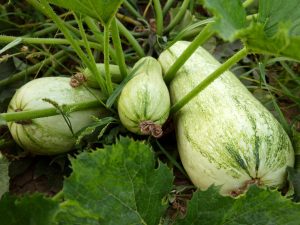 Regler för odling av zucchini