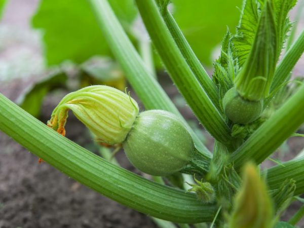 El calabacín se puede cultivar en un invernadero en invierno.